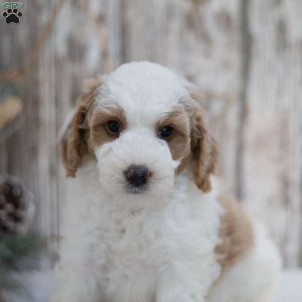 Geneva, Mini Goldendoodle Puppy